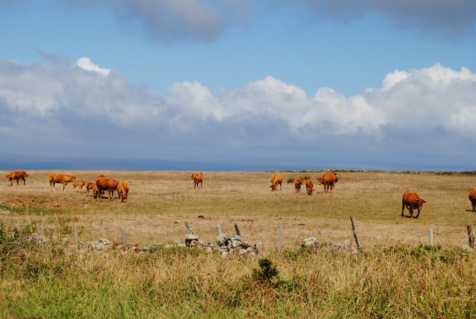 Pasture & Cows on the South side of Santa Maria island